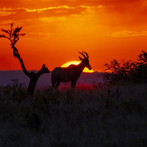 Silhouette of deer on grass field during sunset photo – Free Wildlife ...