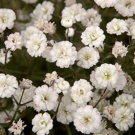 Organic Gypsophila Elegans Seeds Babys Breath Etsy