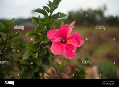 Malaysia national flower Stock Photo - Alamy