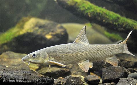 Barbus Barbus Common Barbel Parma Obecn Barbe Barbeau Commun