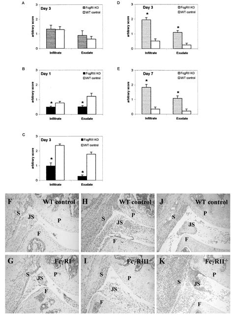 Coordinate Expression Of Activating Fcγ Receptors I And Iii And