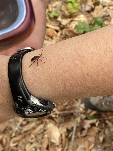 Eastern Boxelder Bug From Samford University Homewood AL US On