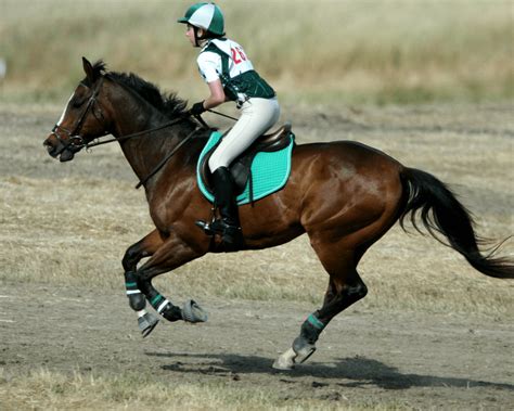 Comment réussir le passage de son galop 2 ? | Equidassur