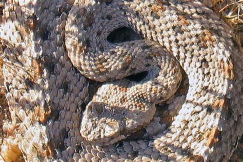 12 Types Of Rattlesnakes In California Pictures Reptile Jam