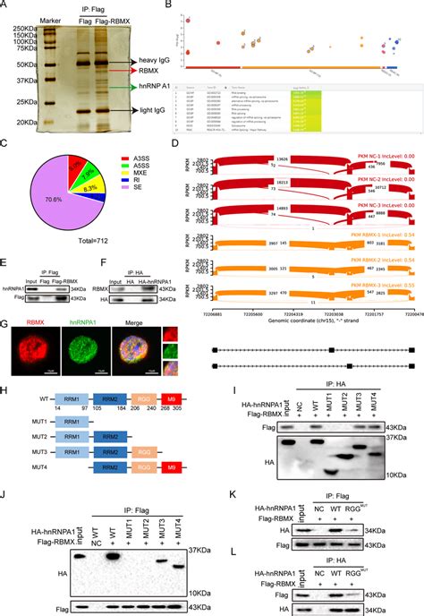 RBMX Interacted With The RGG Box In HnRNP A1 A Proteins That Interacted