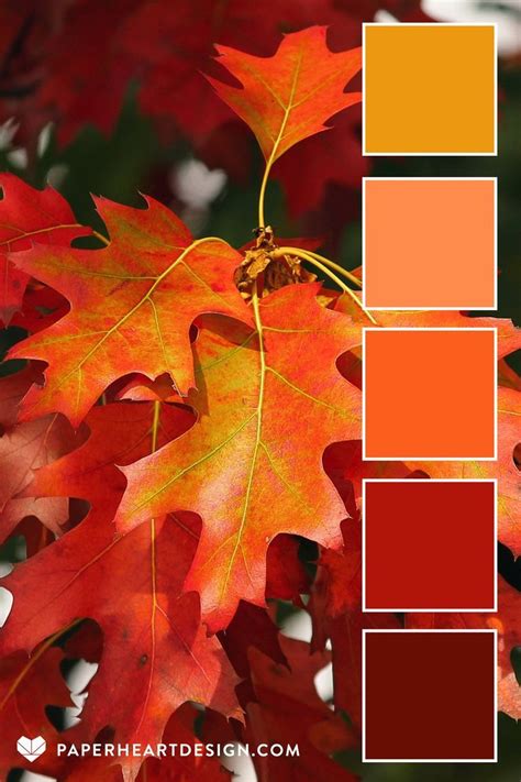 Fall Color Palette Warm Autumn Colors Fall Color Palette Color