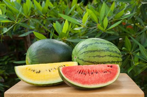 Wassermelone Pflanzen Tipps Zum Anbau Im Garten Plantura