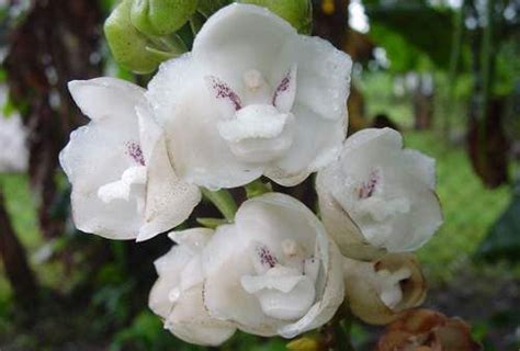 Panama's national flower "The Holy Spirit" flower | Orchids, Orchid ...