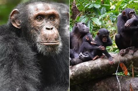 Crocodile Sex Frenzy Triggered By Chinook Helicopters That Sound Like Mating Roar Daily Star