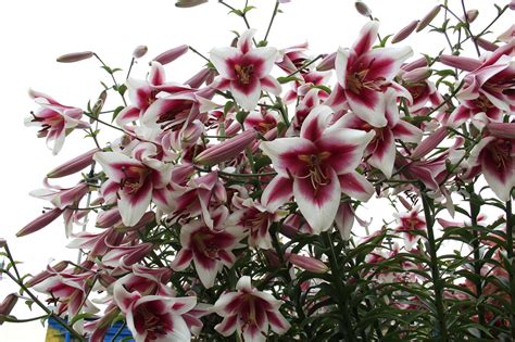 Лилия Friso | Пулков Сад