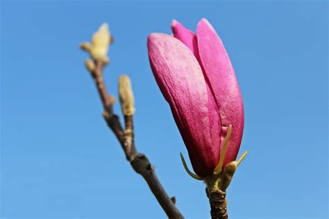 Gratis billeder natur himmel blad kronblad flor forår have