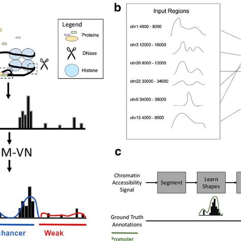 The Som Vn Workflow Learns Chromatin Accessibility Signal Shapes And