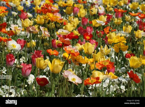 Iceland Poppy Stock Photo Alamy