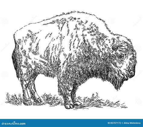 Bison Vector Silhouette 89412359