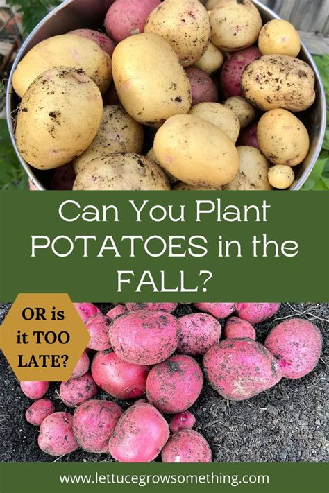 Can You Plant Potatoes In The Fall Or Is It Too Late Lettuce Grow