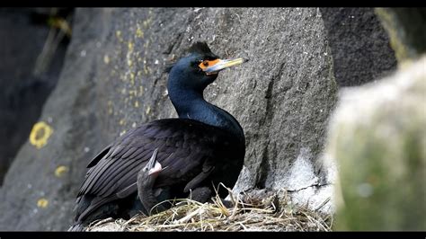 Red Faced Cormorants Of The Pribilof Islands Youtube