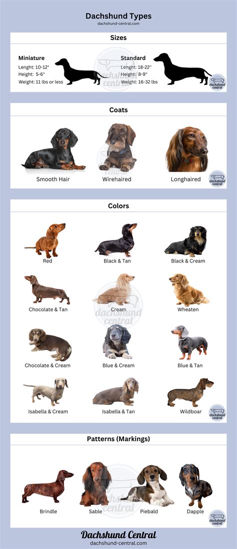Dachshund Tipos De Pelagem - A Complete Guide to Dachshund Coat Types and Colors: Everything You Ne ...
