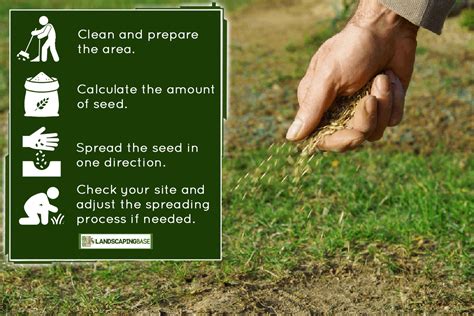 How To Spread Grass Seed Evenly By Hand Without A Spreader