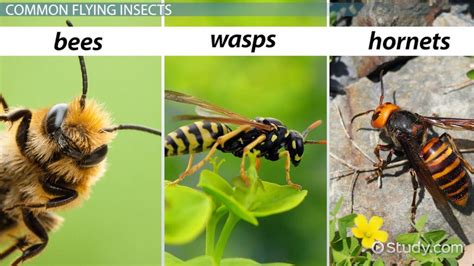 The Difference Between Hornets, Bees & Wasps - Video & Lesson ...