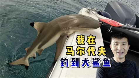 环球探海记》马尔代夫 第24天：今天路亚海钓初体验，竟然收获一只凶猛的大鲨鱼！ 马尔代夫 旅行攻略 旅行 海钓 鲨鱼 路亚海钓