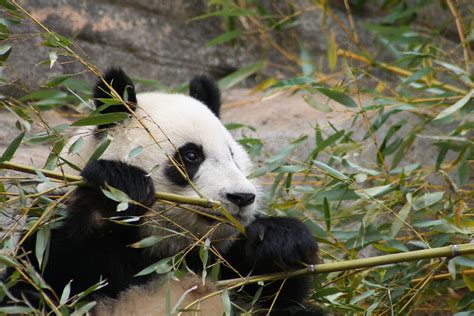 Img8952 Mei Lan Zoo Atlanta Paulette Flickr