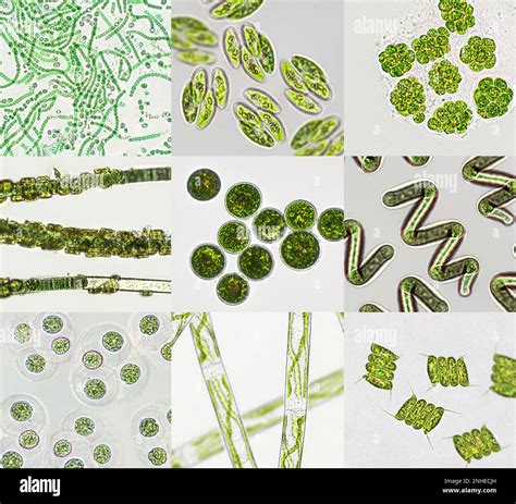 Microalgae Under Microscopic View Green Algae Cyanobacteria