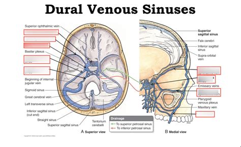 Dural Venous Sinuses II No Abbreviations Diagram Quizlet