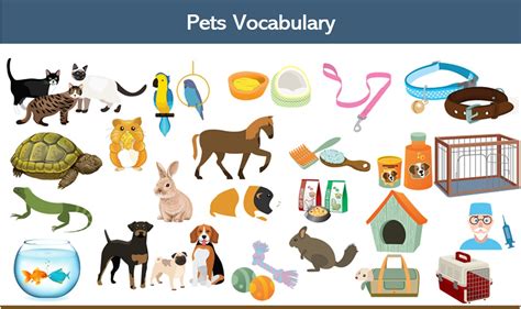 English Pets Vocabulary