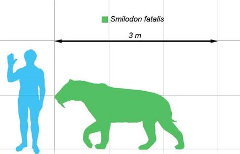 How Big was a Saber Tooth Tiger - Saber Tooth Tiger Size