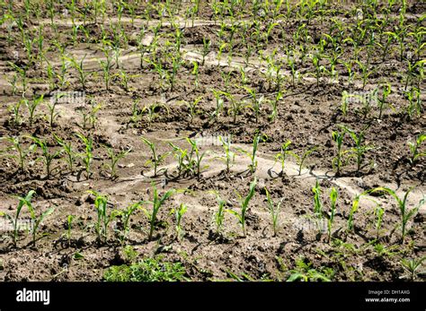 Campo Di Erosione Del Suolo Immagini E Fotografie Stock Ad Alta