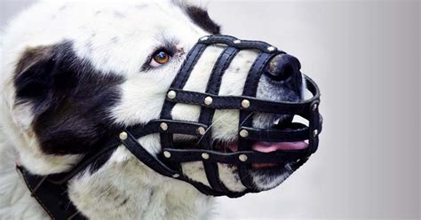 Dog Muzzles Why When And How To Use Them Dogs Naturally