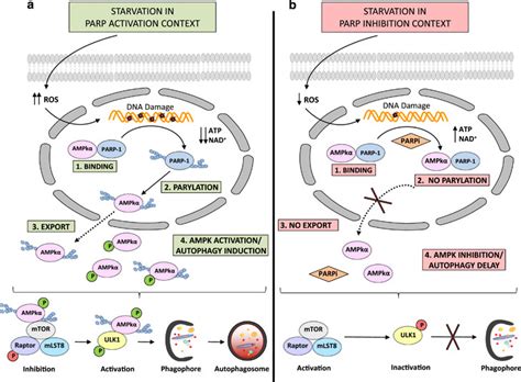 PARylation Regulates Autophagy Through AMPK Activation PARP 1 Forms A