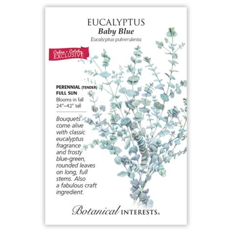 Eucalyptus , Baby Blue Eucalyptus Seeds – Sustainable Organic Q8