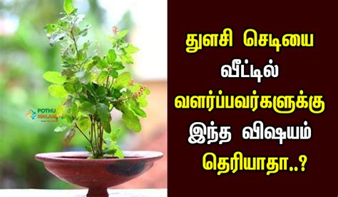 துளசி செடியை வீட்டில் வளர்ப்பவர்கள் முதலில் இதை தெரிஞ்சுக்கோங்க