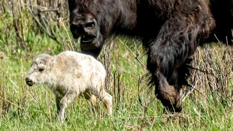 Rare White Buffalo Calf Spotted At Yellowstone National Park Wltx