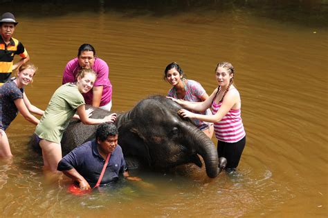 Elephant Sanctuary from Kuala Lumpur | Tour & Incentive Travel