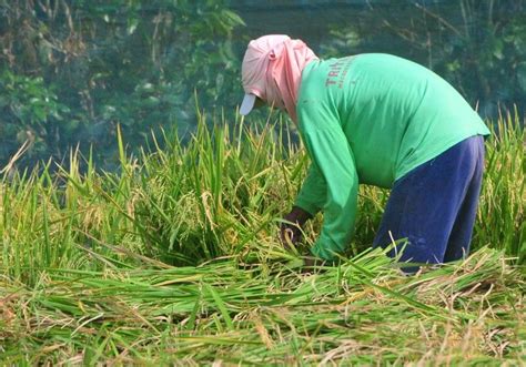 Palay Corn Output Rise In Q1 Philstar