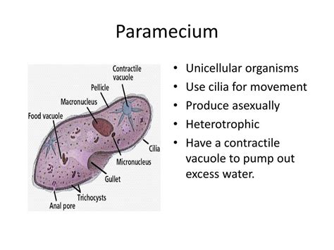 Ppt Amoeba Powerpoint Presentation Free Download Id2471611