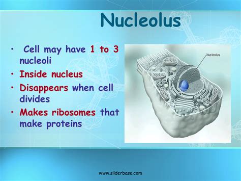 Nucleolus