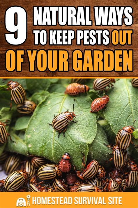 9 All Natural Ways To Keep Pests Out Of Your Garden Pests Mosquito