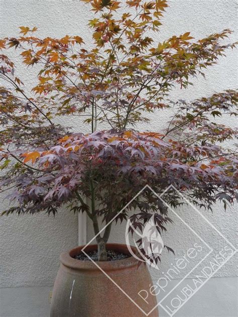 Acer Palmatum Atropurpureum P Pini Res Loublandaises