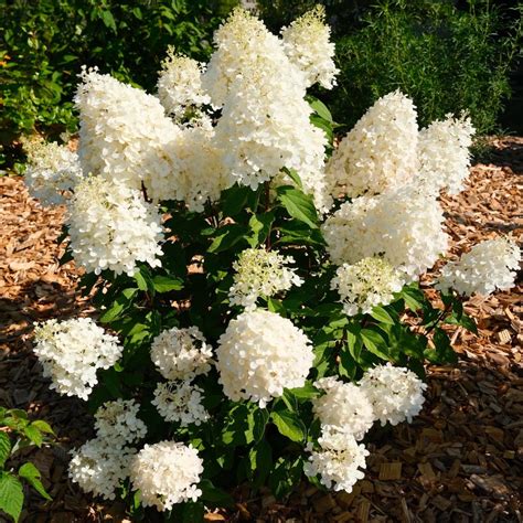 Hortensia paniculé - Hercules