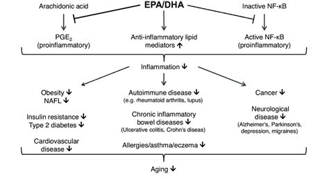 Positive Effects Of Epa Dha The Long Chain Fatty Acids Epa Dha