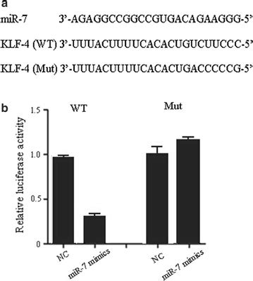 Direct Target Of MiR 7 In HCC Cells A Putative MiR 7 Binding Site In