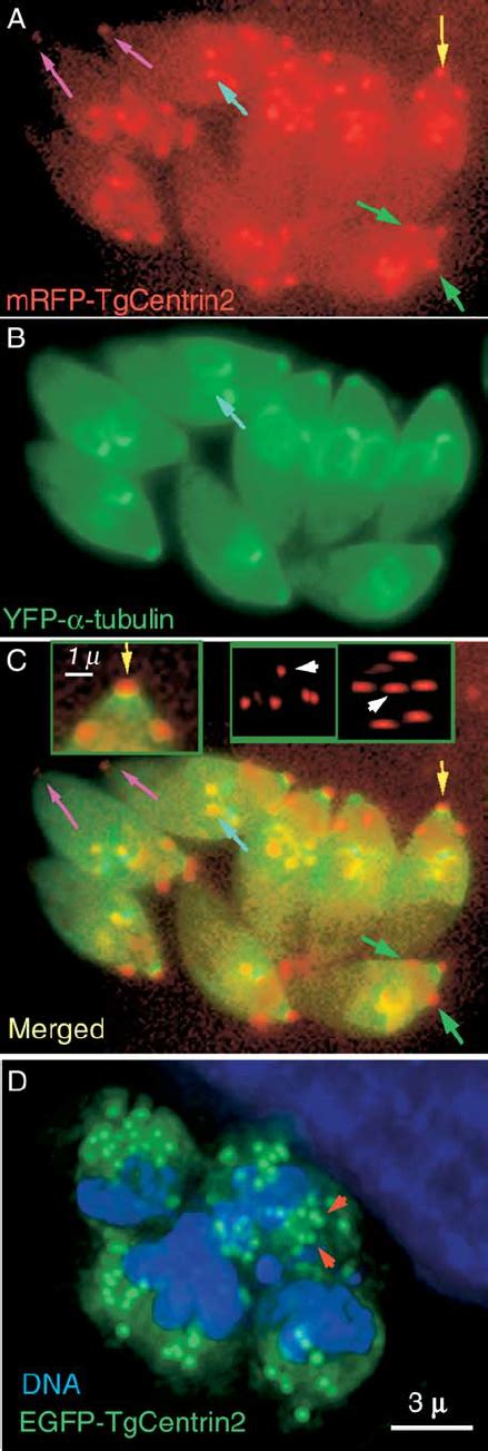 Distribution Of T Gondii Centrin 2 AC Fluorescence LM Images Of A