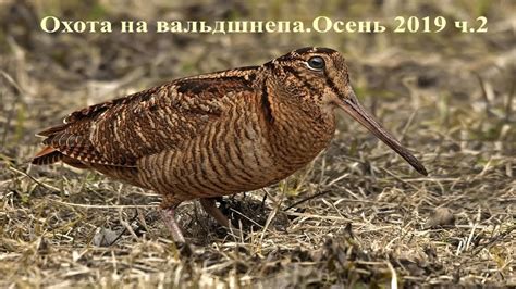 Охота на вальдшнепа. Осень 2019. ч.2 - YouTube