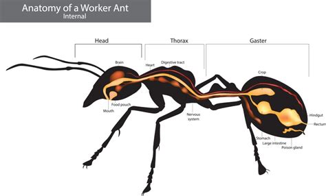 anatomy   ant ant anatomy  detailed    structure