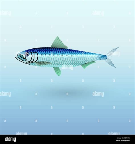 Sardine Pilchard Fish Illustration Stock Vector Image And Art Alamy