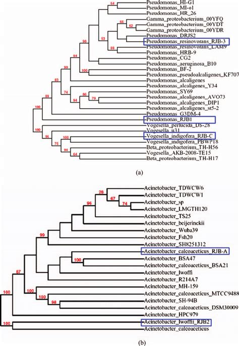 Phylogenetic Tree Based On S Rrna Gene Sequences Showing The Free