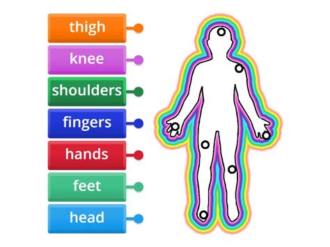 Easy Human Body Label - Labelled diagram